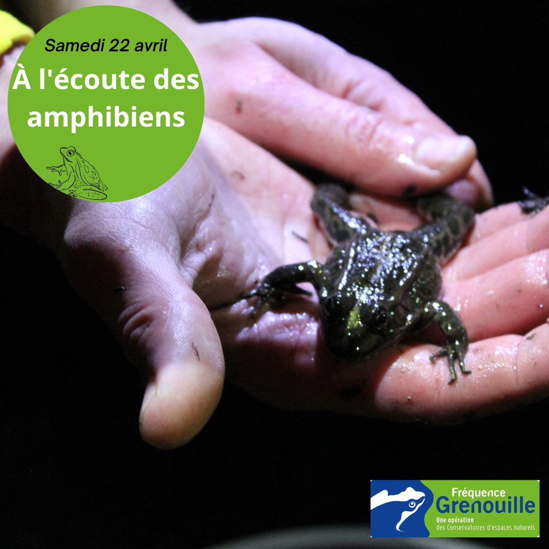 À l’écoute des amphibiens