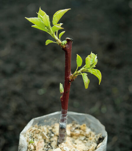 comment faire un jardin bio ?,bio-jardin,comment entretenir un jardin bio ?,au jardin bio,quelle terre pour jardin potager,jardin en biodynamie,jardin bio un moment pour soi,jardin bio produits,jardin bio petit bonheur,potager bio sans pesticide,jardin bio avis,jardin bio calme et sérénité,jardin bio etic,jardin biodiversité