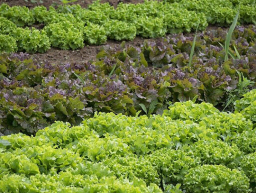 comment faire un jardin bio ?,bio-jardin,comment entretenir un jardin bio ?,au jardin bio,quelle terre pour jardin potager,jardin en biodynamie,jardin bio un moment pour soi,jardin bio produits,jardin bio petit bonheur,potager bio sans pesticide,jardin bio avis,jardin bio calme et sérénité,jardin bio etic,jardin biodiversité