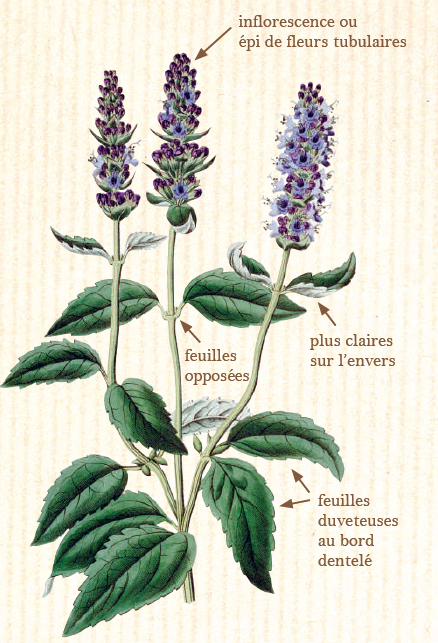 agastache