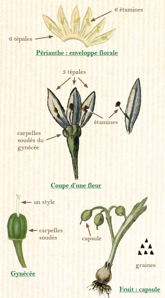 L'ail petit Moly