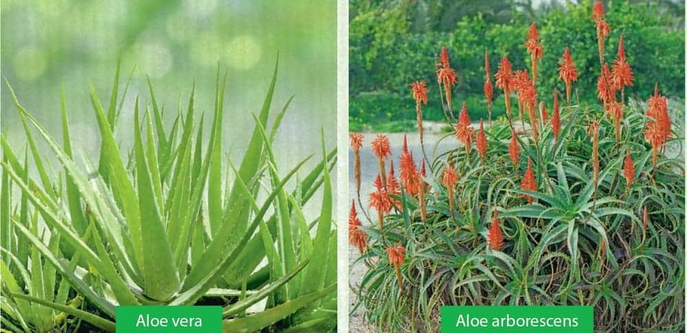 aloe