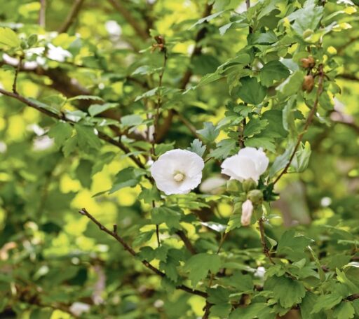 comment faire un jardin bio ?,bio-jardin,comment entretenir un jardin bio ?,au jardin bio,quelle terre pour jardin potager,jardin en biodynamie,jardin bio un moment pour soi,jardin bio produits,jardin bio petit bonheur,potager bio sans pesticide,jardin bio avis,jardin bio calme et sérénité,jardin bio etic,jardin biodiversité