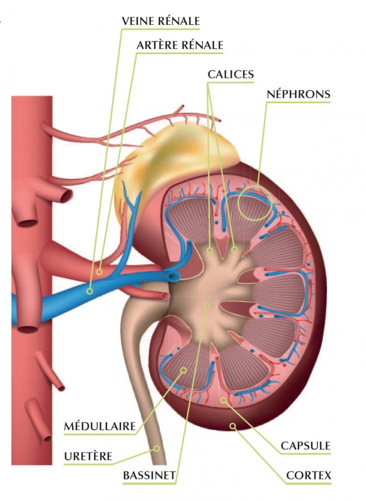 Anatomie du rein