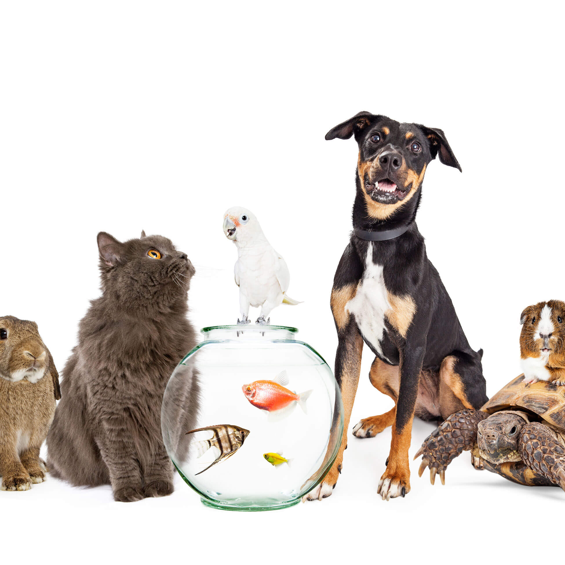 Animaux