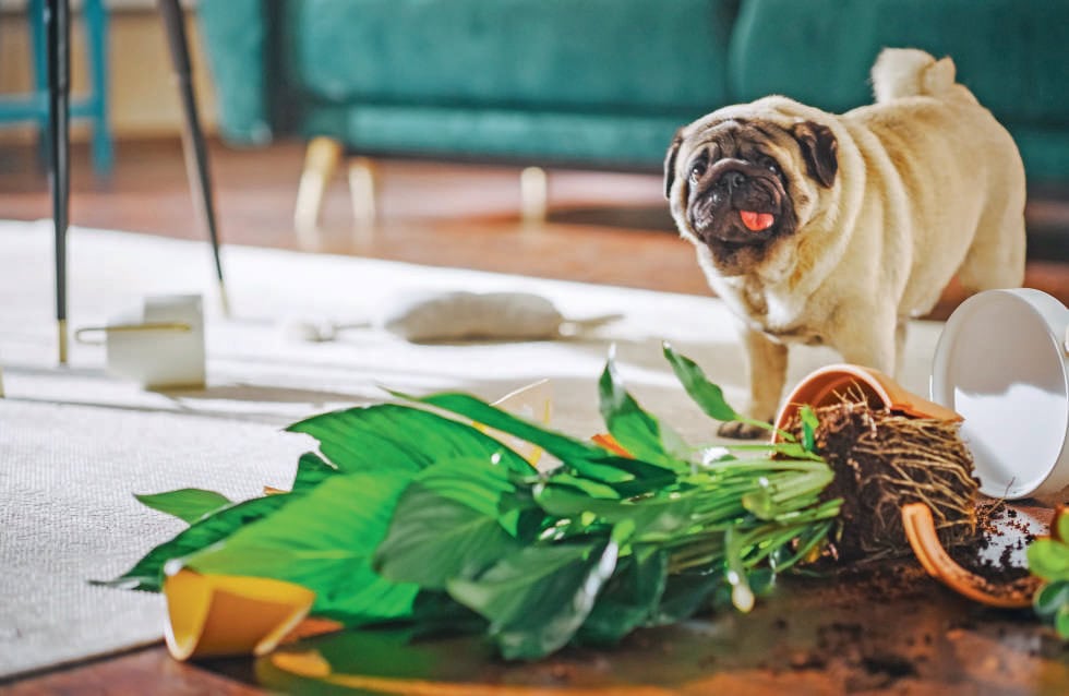Un chien pug dans un salon, entouré de débris, objets cassés et plantes renversées, suite à un dégât accidentel.