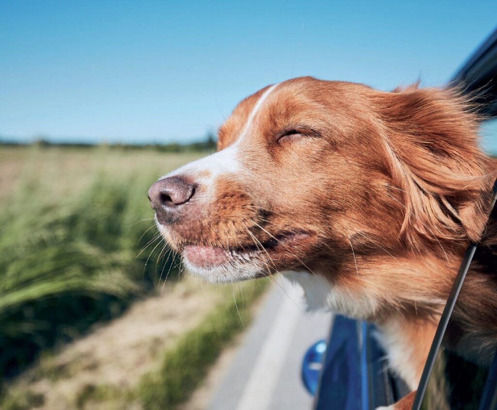 animaux fragiles
