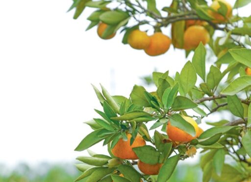 1. Pommiers avec des fruits mûrs orange et vert, feuilles vert foncé, agrumes en plein air, nature, campagne, agriculture biologique, environnement sain, récolte saisonnière.