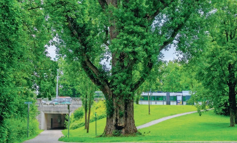 Arbre majestueux dans un parc verdoyant avec chemin piétonnier, environnement naturel, environnement urbain, espace relaxant, paysage bucolique, sénior, pleine nature, bien-être, Sérénité, santé mentale.