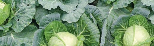 comment faire un jardin bio ?,bio-jardin,comment entretenir un jardin bio ?,au jardin bio,quelle terre pour jardin potager,jardin en biodynamie,jardin bio un moment pour soi,jardin bio produits,jardin bio petit bonheur,potager bio sans pesticide,jardin bio avis,jardin bio calme et sérénité,jardin bio etic,jardin biodiversité