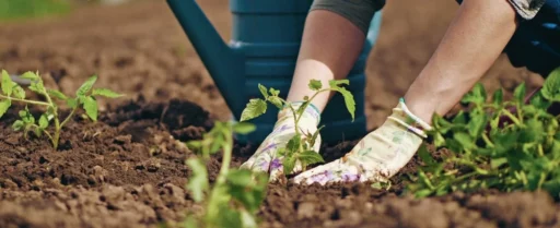 comment faire un jardin bio ?,bio-jardin,comment entretenir un jardin bio ?,au jardin bio,quelle terre pour jardin potager,jardin en biodynamie,jardin bio un moment pour soi,jardin bio produits,jardin bio petit bonheur,potager bio sans pesticide,jardin bio avis,jardin bio calme et sérénité,jardin bio etic,jardin biodiversité