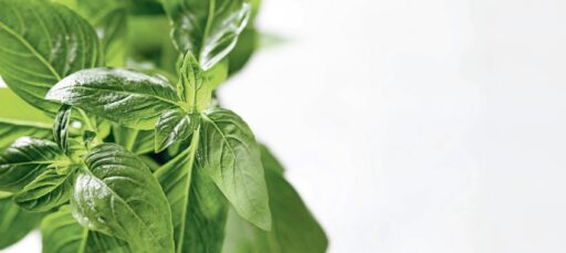 comment faire un jardin bio ?,bio-jardin,comment entretenir un jardin bio ?,au jardin bio,quelle terre pour jardin potager,jardin en biodynamie,jardin bio un moment pour soi,jardin bio produits,jardin bio petit bonheur,potager bio sans pesticide,jardin bio avis,jardin bio calme et sérénité,jardin bio etic,jardin biodiversité