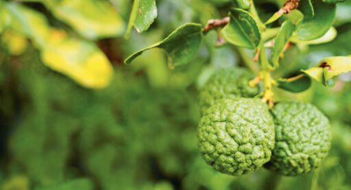 comment faire un jardin bio ?,bio-jardin,comment entretenir un jardin bio ?,au jardin bio,quelle terre pour jardin potager,jardin en biodynamie,jardin bio un moment pour soi,jardin bio produits,jardin bio petit bonheur,potager bio sans pesticide,jardin bio avis,jardin bio calme et sérénité,jardin bio etic,jardin biodiversité