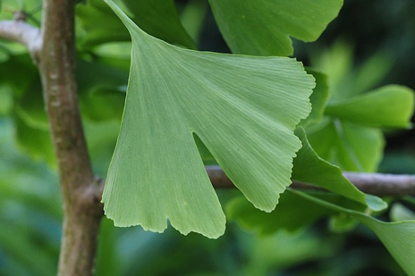 ginkgo