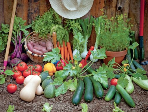 comment faire un jardin bio ?,bio-jardin,comment entretenir un jardin bio ?,au jardin bio,quelle terre pour jardin potager,jardin en biodynamie,jardin bio un moment pour soi,jardin bio produits,jardin bio petit bonheur,potager bio sans pesticide,jardin bio avis,jardin bio calme et sérénité,jardin bio etic,jardin biodiversité