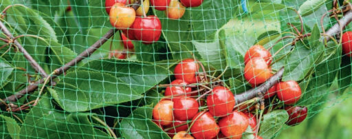 comment faire un jardin bio ?,bio-jardin,comment entretenir un jardin bio ?,au jardin bio,quelle terre pour jardin potager,jardin en biodynamie,jardin bio un moment pour soi,jardin bio produits,jardin bio petit bonheur,potager bio sans pesticide,jardin bio avis,jardin bio calme et sérénité,jardin bio etic,jardin biodiversité