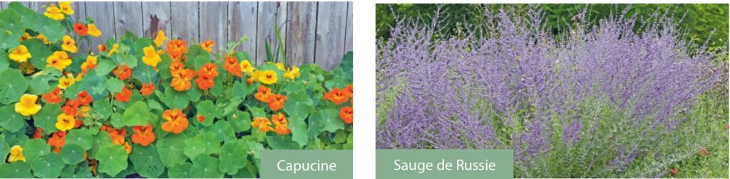 Fleurs de capucine orange et vertes, accompagnées de sauge de Russie violette, dans un jardin en plein air. Idéal pour la santé et le bien-être, ces plantes aromatiques et ornementales.