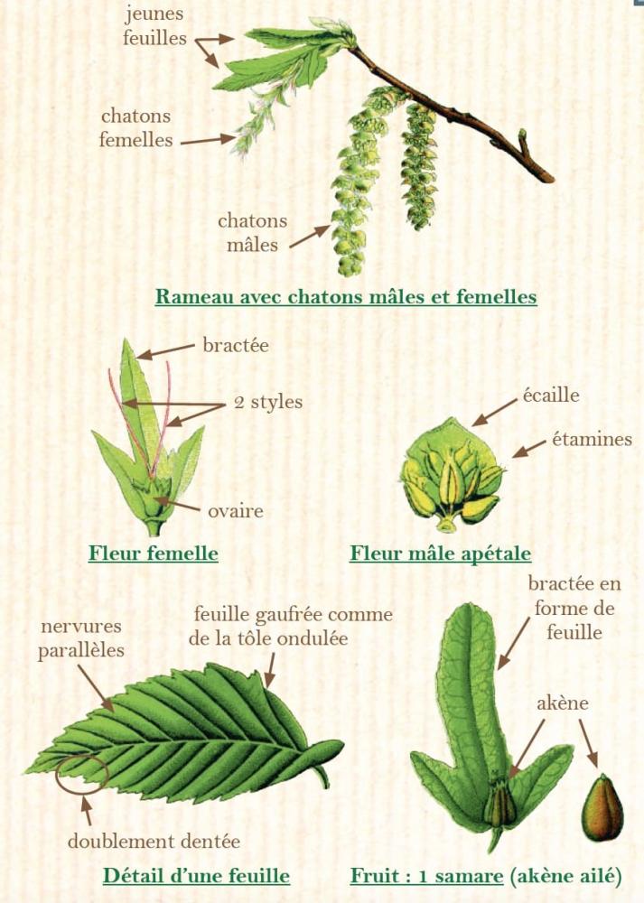Le Charme - descriptif