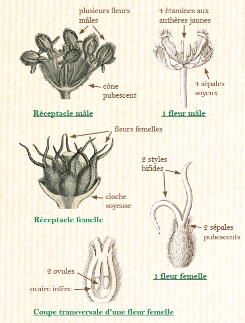 L'arbre aux chatons de soie