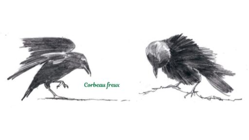 corbeau