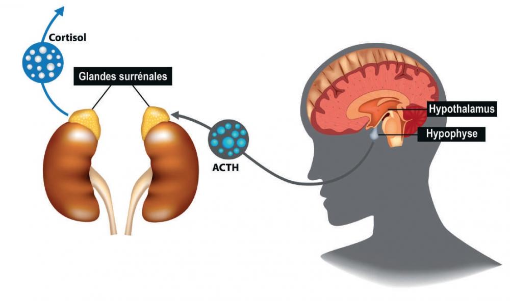 Cortisol
