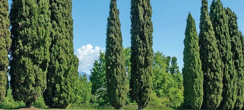 cyprès