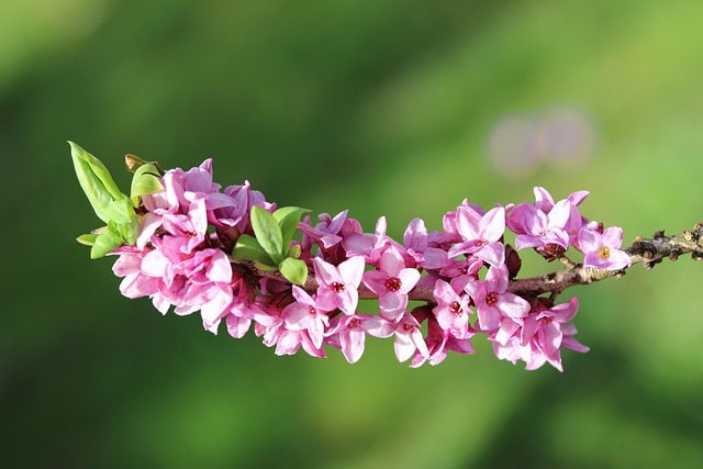 Fleurs roses sur branche pour la santé et le bien-être.
