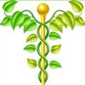 annuaire des thérapeutes Plante médicinale avec branche en forme de caducée, symbole de la santé naturelle et du bien-être, idéale pour une médecine holistique et la médecine alternative.