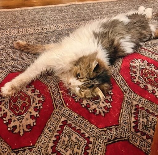 Chaton allongé sur un tapis persan, symbole de confort et de détente.