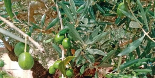 Olives vertes sur un arbre d'olive Marrone, aspect naturel et artisanal. Cultivation d'oliviers, huile d'olive bio, produits de qualité pour la santé et la gastronomie.