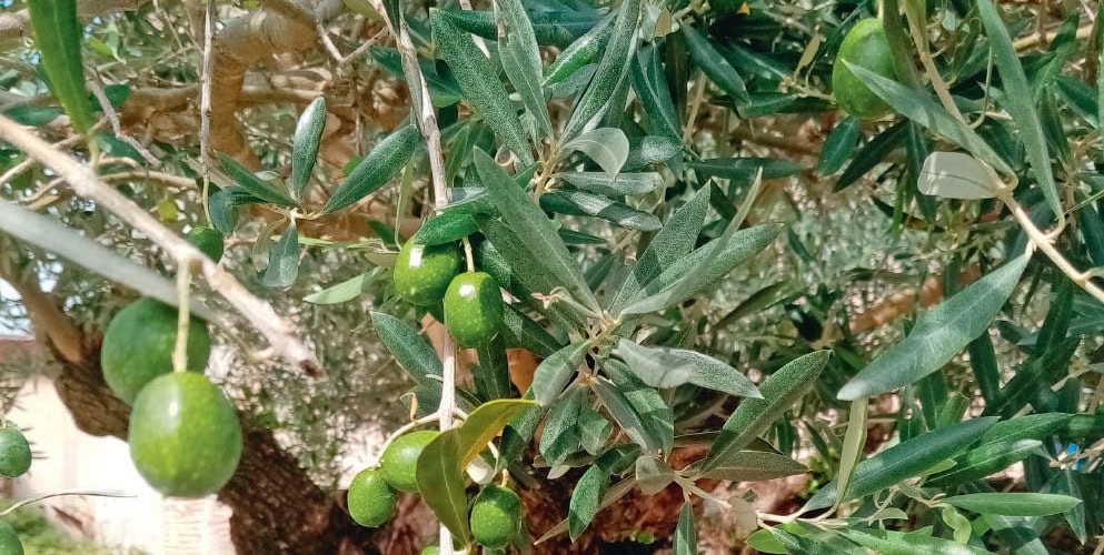 Olives vertes sur un arbre d'olive Marrone, aspect naturel et artisanal. Cultivation d'oliviers, huile d'olive bio, produits de qualité pour la santé et la gastronomie.