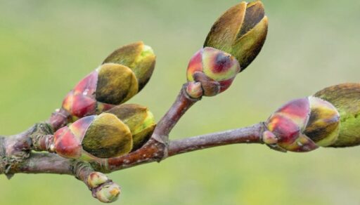 Bourgeons de figuier en croissance, prêts à se développer pour la saison.