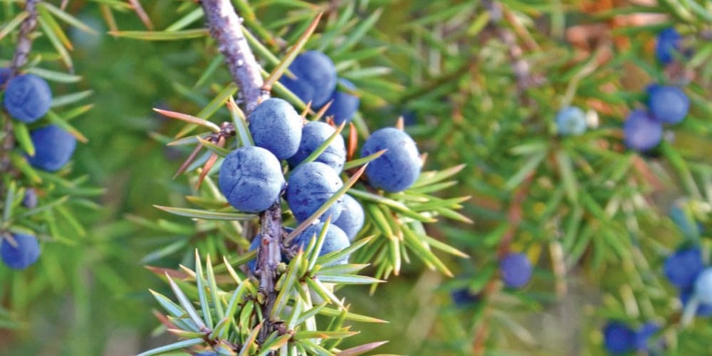 Baies de genévrier sur un arbuste avec aiguilles vertes, utilisé en aromathérapie et en cuisine pour ses propriétés bénéfiques.