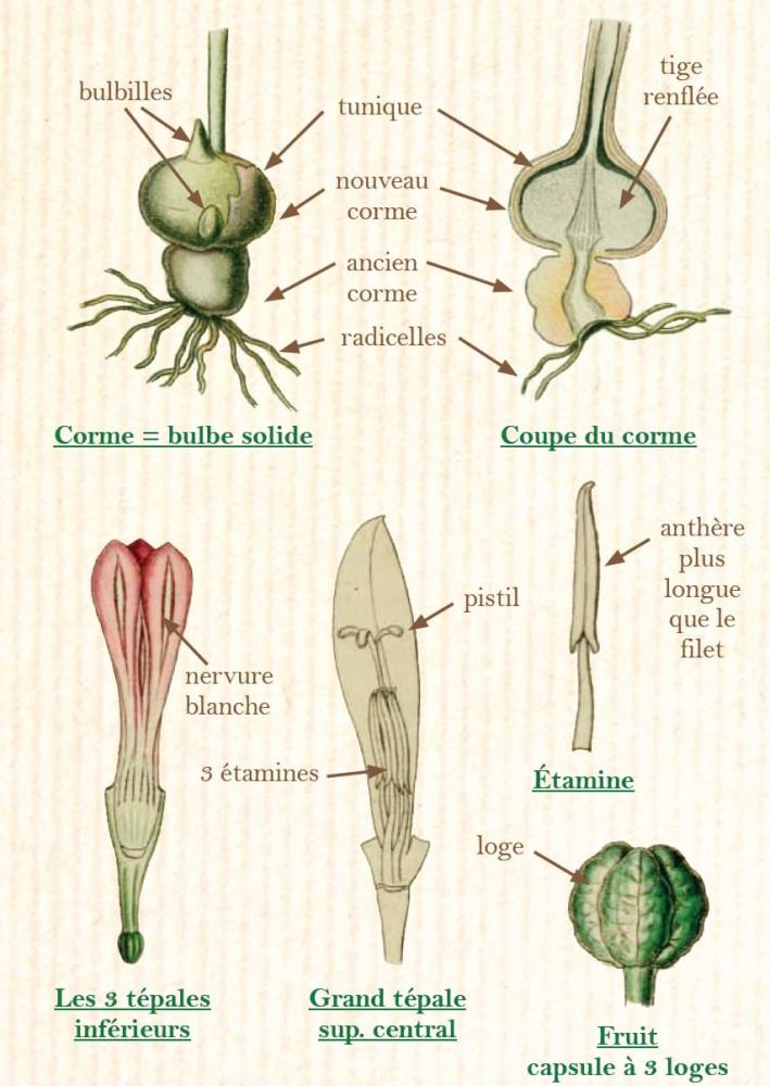 Glaïeul d'Italie