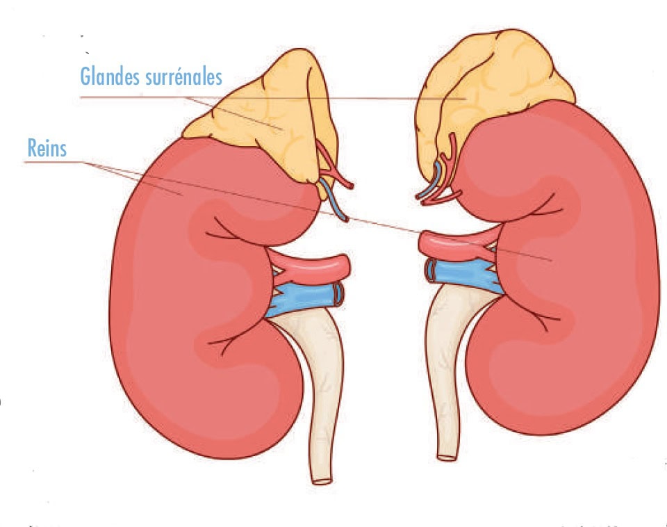 Glandes surrénales et reins en illustration médicale.