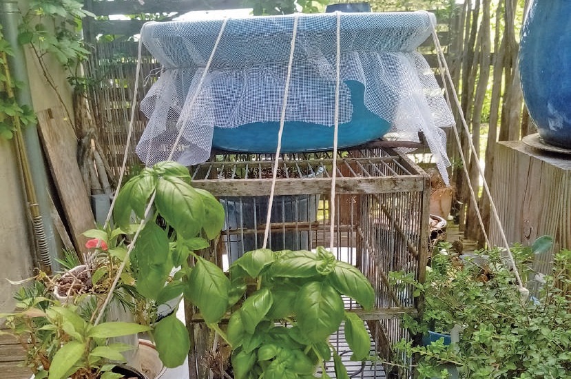 goutte a goutte plantes