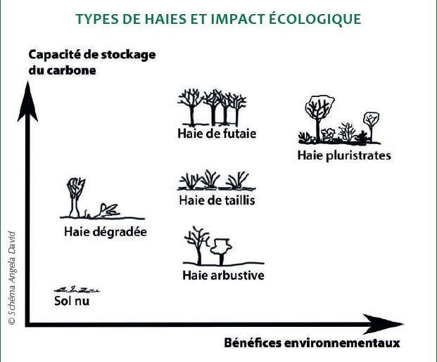 Types de haies et impact écologique