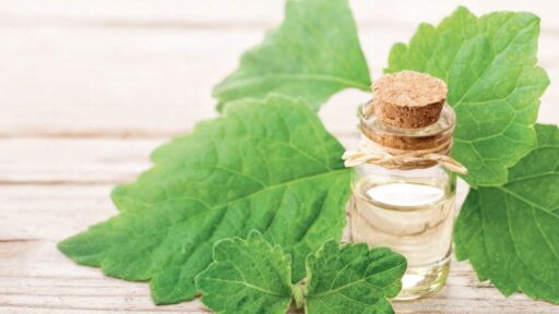 comment faire un jardin bio ?,bio-jardin,comment entretenir un jardin bio ?,au jardin bio,quelle terre pour jardin potager,jardin en biodynamie,jardin bio un moment pour soi,jardin bio produits,jardin bio petit bonheur,potager bio sans pesticide,jardin bio avis,jardin bio calme et sérénité,jardin bio etic,jardin biodiversité