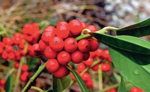 comment faire un jardin bio ?,bio-jardin,comment entretenir un jardin bio ?,au jardin bio,quelle terre pour jardin potager,jardin en biodynamie,jardin bio un moment pour soi,jardin bio produits,jardin bio petit bonheur,potager bio sans pesticide,jardin bio avis,jardin bio calme et sérénité,jardin bio etic,jardin biodiversité