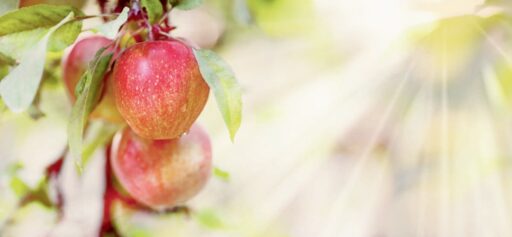 comment faire un jardin bio ?,bio-jardin,comment entretenir un jardin bio ?,au jardin bio,quelle terre pour jardin potager,jardin en biodynamie,jardin bio un moment pour soi,jardin bio produits,jardin bio petit bonheur,potager bio sans pesticide,jardin bio avis,jardin bio calme et sérénité,jardin bio etic,jardin biodiversité