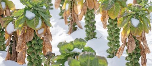comment faire un jardin bio ?,bio-jardin,comment entretenir un jardin bio ?,au jardin bio,quelle terre pour jardin potager,jardin en biodynamie,jardin bio un moment pour soi,jardin bio produits,jardin bio petit bonheur,potager bio sans pesticide,jardin bio avis,jardin bio calme et sérénité,jardin bio etic,jardin biodiversité