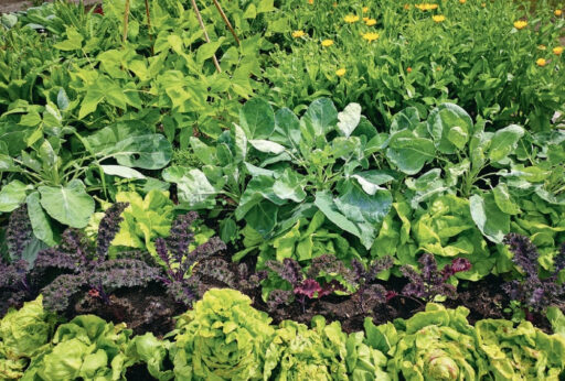 comment faire un jardin bio ?,bio-jardin,comment entretenir un jardin bio ?,au jardin bio,quelle terre pour jardin potager,jardin en biodynamie,jardin bio un moment pour soi,jardin bio produits,jardin bio petit bonheur,potager bio sans pesticide,jardin bio avis,jardin bio calme et sérénité,jardin bio etic,jardin biodiversité