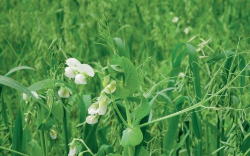 comment faire un jardin bio ?,bio-jardin,comment entretenir un jardin bio ?,au jardin bio,quelle terre pour jardin potager,jardin en biodynamie,jardin bio un moment pour soi,jardin bio produits,jardin bio petit bonheur,potager bio sans pesticide,jardin bio avis,jardin bio calme et sérénité,jardin bio etic,jardin biodiversité