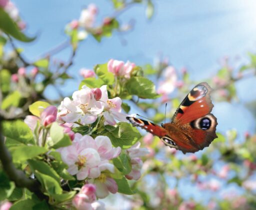 comment faire un jardin bio ?,bio-jardin,comment entretenir un jardin bio ?,au jardin bio,quelle terre pour jardin potager,jardin en biodynamie,jardin bio un moment pour soi,jardin bio produits,jardin bio petit bonheur,potager bio sans pesticide,jardin bio avis,jardin bio calme et sérénité,jardin bio etic,jardin biodiversité