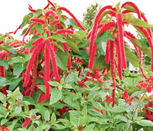 comment faire un jardin bio ?,bio-jardin,comment entretenir un jardin bio ?,au jardin bio,quelle terre pour jardin potager,jardin en biodynamie,jardin bio un moment pour soi,jardin bio produits,jardin bio petit bonheur,potager bio sans pesticide,jardin bio avis,jardin bio calme et sérénité,jardin bio etic,jardin biodiversité