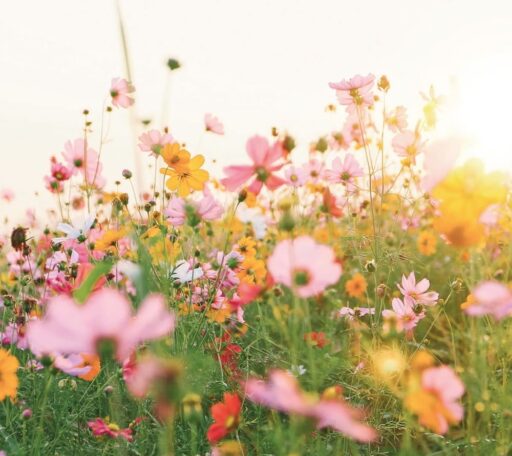 comment faire un jardin bio ?,bio-jardin,comment entretenir un jardin bio ?,au jardin bio,quelle terre pour jardin potager,jardin en biodynamie,jardin bio un moment pour soi,jardin bio produits,jardin bio petit bonheur,potager bio sans pesticide,jardin bio avis,jardin bio calme et sérénité,jardin bio etic,jardin biodiversité