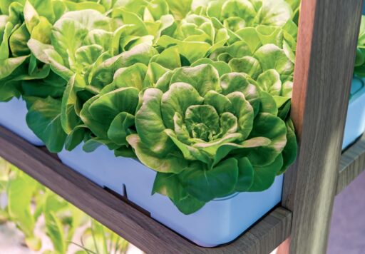 comment faire un jardin bio ?,bio-jardin,comment entretenir un jardin bio ?,au jardin bio,quelle terre pour jardin potager,jardin en biodynamie,jardin bio un moment pour soi,jardin bio produits,jardin bio petit bonheur,potager bio sans pesticide,jardin bio avis,jardin bio calme et sérénité,jardin bio etic,jardin biodiversité