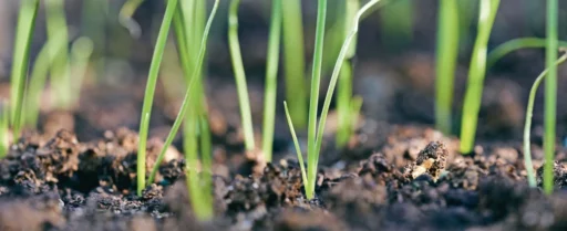 comment faire un jardin bio ?,bio-jardin,comment entretenir un jardin bio ?,au jardin bio,quelle terre pour jardin potager,jardin en biodynamie,jardin bio un moment pour soi,jardin bio produits,jardin bio petit bonheur,potager bio sans pesticide,jardin bio avis,jardin bio calme et sérénité,jardin bio etic,jardin biodiversité