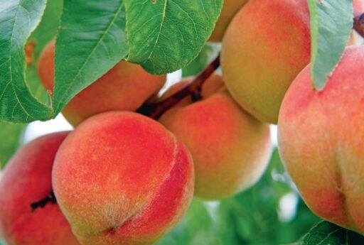 comment faire un jardin bio ?,bio-jardin,comment entretenir un jardin bio ?,au jardin bio,quelle terre pour jardin potager,jardin en biodynamie,jardin bio un moment pour soi,jardin bio produits,jardin bio petit bonheur,potager bio sans pesticide,jardin bio avis,jardin bio calme et sérénité,jardin bio etic,jardin biodiversité