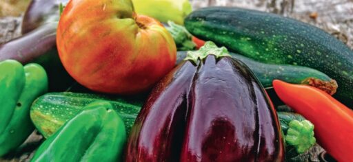 comment faire un jardin bio ?,bio-jardin,comment entretenir un jardin bio ?,au jardin bio,quelle terre pour jardin potager,jardin en biodynamie,jardin bio un moment pour soi,jardin bio produits,jardin bio petit bonheur,potager bio sans pesticide,jardin bio avis,jardin bio calme et sérénité,jardin bio etic,jardin biodiversité